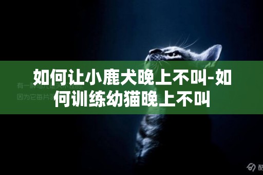 如何讓小鹿犬晚上不叫-如何訓練幼貓晚上不叫
