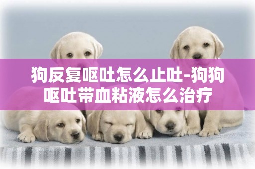 狗反復嘔吐怎么止吐-狗狗嘔吐帶血粘液怎么治療