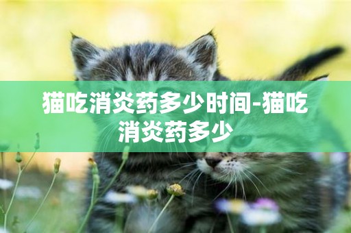 貓吃消炎藥多少時間-貓吃消炎藥多少