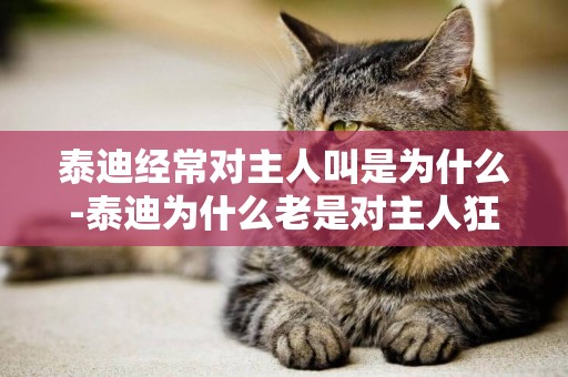 泰迪經常對主人叫是為什么-泰迪為什么老是對主人狂吠