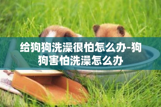 給狗狗洗澡很怕怎么辦-狗狗害怕洗澡怎么辦