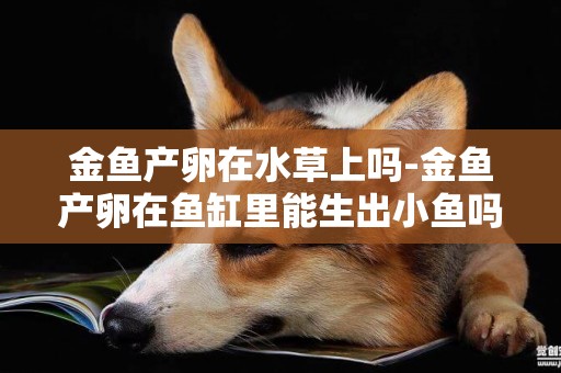 金魚產卵在水草上嗎-金魚產卵在魚缸里能生出小魚嗎