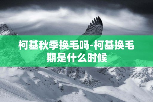 柯基秋季換毛嗎-柯基換毛期是什么時候
