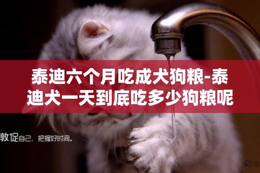 泰迪六個月吃成犬狗糧-泰迪犬一天到底吃多少狗糧呢