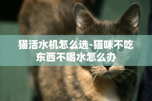 貓活水機怎么選-貓咪不吃東西不喝水怎么辦