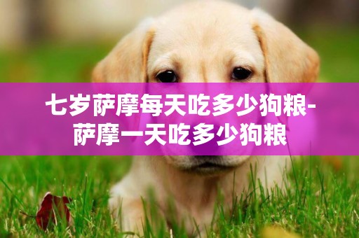 七歲薩摩每天吃多少狗糧-薩摩一天吃多少狗糧