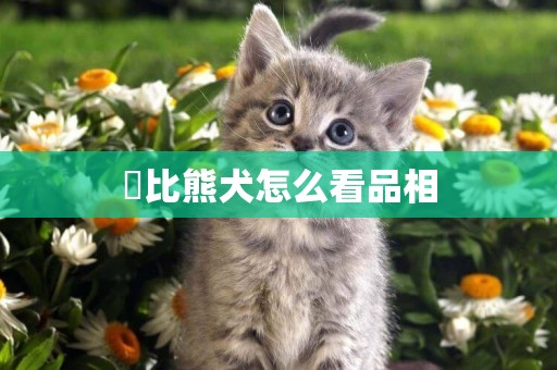 ?比熊犬怎么看品相