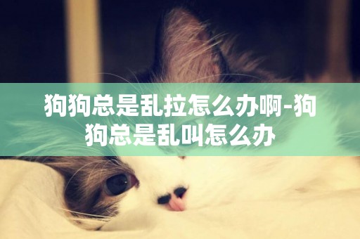 狗狗總是亂拉怎么辦啊-狗狗總是亂叫怎么辦