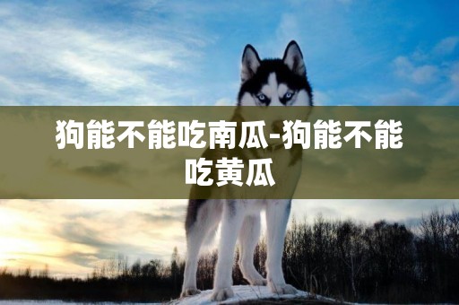 狗能不能吃南瓜-狗能不能吃黃瓜