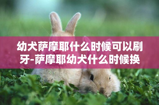 幼犬薩摩耶什么時候可以刷牙-薩摩耶幼犬什么時候換牙