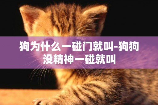 狗為什么一碰門就叫-狗狗沒精神一碰就叫