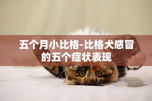 五個月小比格-比格犬感冒的五個癥狀表現