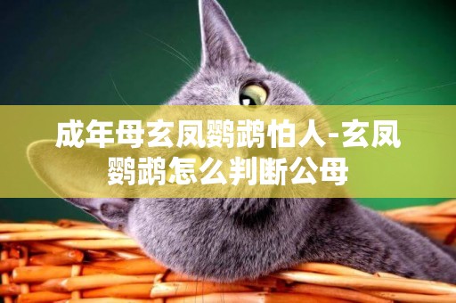 成年母玄鳳鸚鵡怕人-玄鳳鸚鵡怎么判斷公母