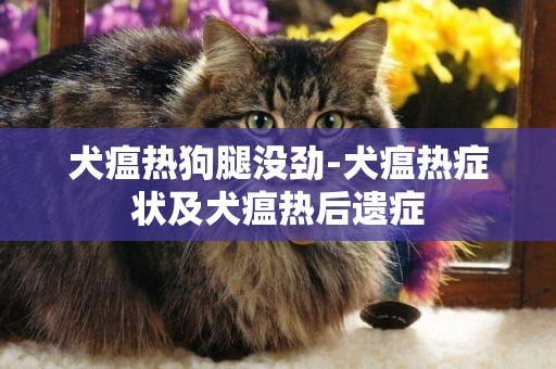 犬瘟熱狗腿沒勁-犬瘟熱癥狀及犬瘟熱后遺癥