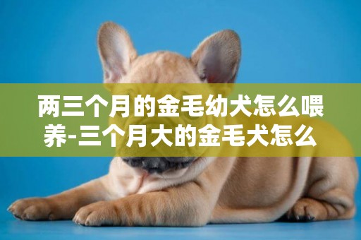 兩三個月的金毛幼犬怎么喂養-三個月大的金毛犬怎么喂養