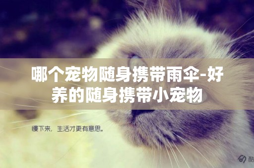 哪個寵物隨身攜帶雨傘-好養的隨身攜帶小寵物