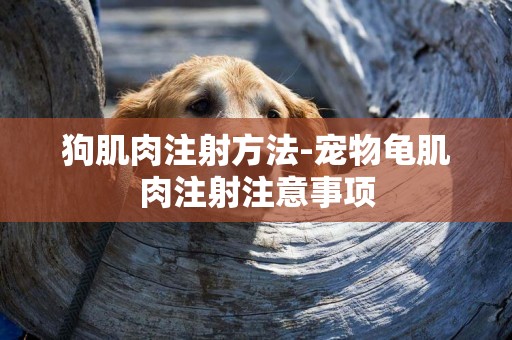 狗肌肉注射方法-寵物龜肌肉注射注意事項