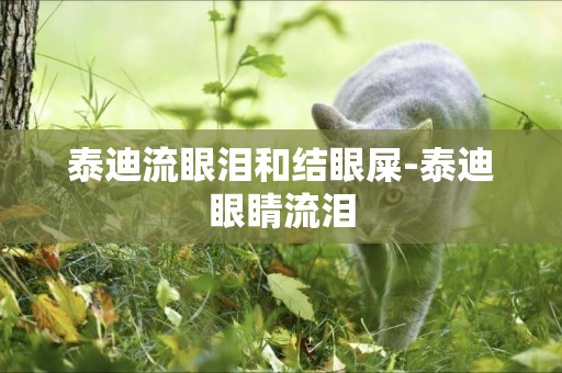 泰迪流眼淚和結眼屎-泰迪眼睛流淚