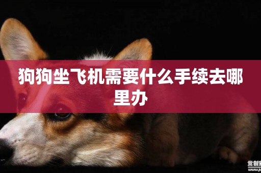 狗狗坐飛機需要什么手續去哪里辦