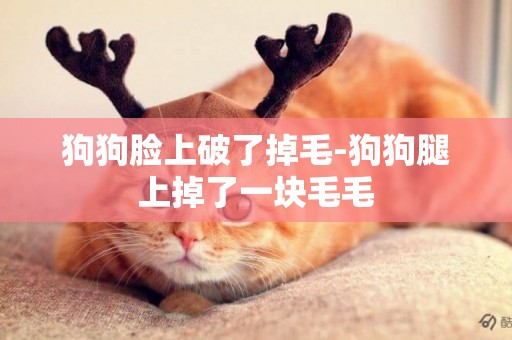 狗狗臉上破了掉毛-狗狗腿上掉了一塊毛毛