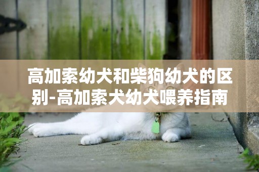 高加索幼犬和柴狗幼犬的區別-高加索犬幼犬喂養指南和新手養高加索犬幼犬需要注意什么