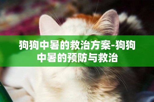 狗狗中暑的救治方案-狗狗中暑的預防與救治