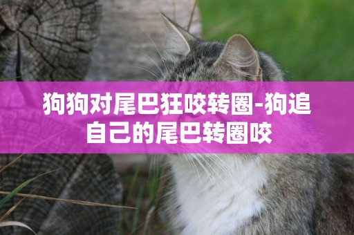 狗狗對尾巴狂咬轉圈-狗追自己的尾巴轉圈咬