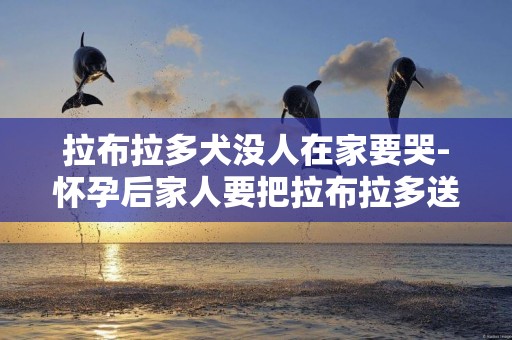 拉布拉多犬沒人在家要哭-懷孕后家人要把拉布拉多送走