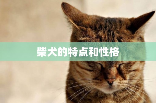 柴犬的特點和性格