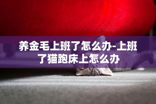 養金毛上班了怎么辦-上班了貓跑床上怎么辦