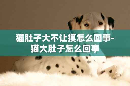 貓肚子大不讓摸怎么回事-貓大肚子怎么回事