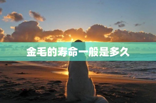 金毛的壽命一般是多久