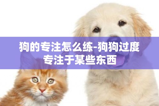 狗的專注怎么練-狗狗過度專注于某些東西