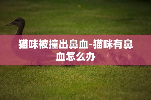 貓咪被撞出鼻血-貓咪有鼻血怎么辦