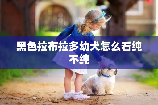 黑色拉布拉多幼犬怎么看純不純