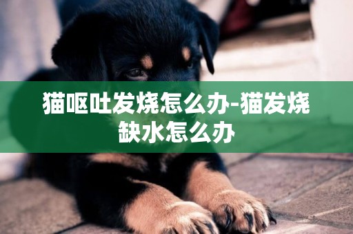 貓嘔吐發燒怎么辦-貓發燒缺水怎么辦