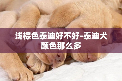 淺棕色泰迪好不好-泰迪犬顏色那么多