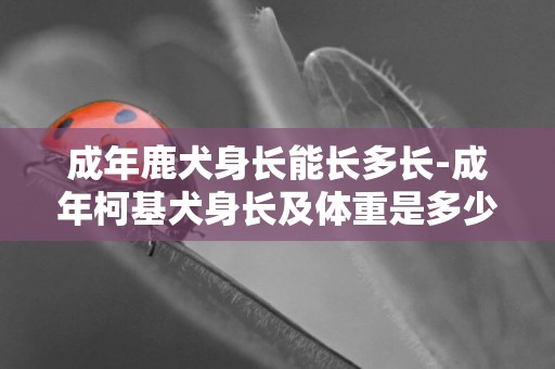 成年鹿犬身長能長多長-成年柯基犬身長及體重是多少