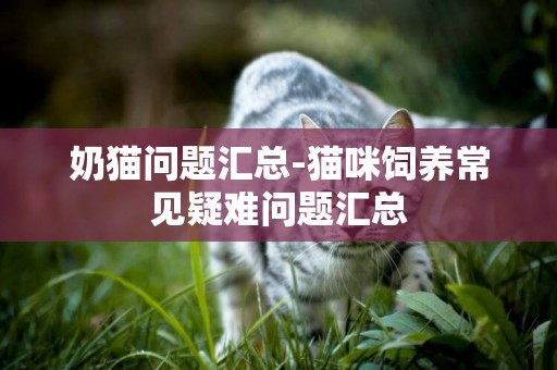 奶貓問題匯總-貓咪飼養常見疑難問題匯總