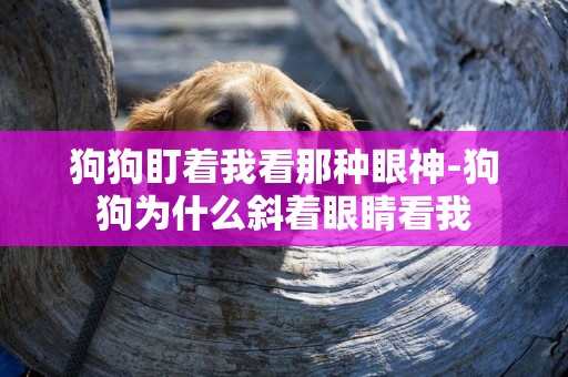 狗狗盯著我看那種眼神-狗狗為什么斜著眼睛看我