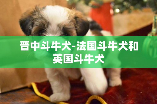 晉中斗牛犬-法國斗牛犬和英國斗牛犬