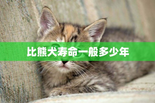 比熊犬壽命一般多少年