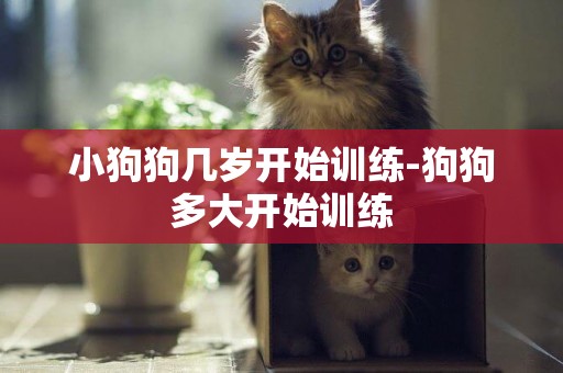 小狗狗幾歲開始訓練-狗狗多大開始訓練