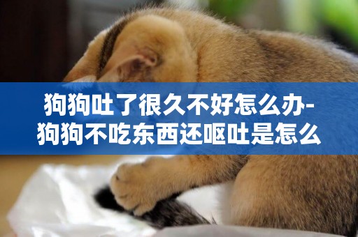 狗狗吐了很久不好怎么辦-狗狗不吃東西還嘔吐是怎么回事
