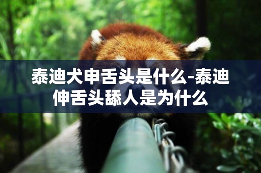 泰迪犬申舌頭是什么-泰迪伸舌頭舔人是為什么