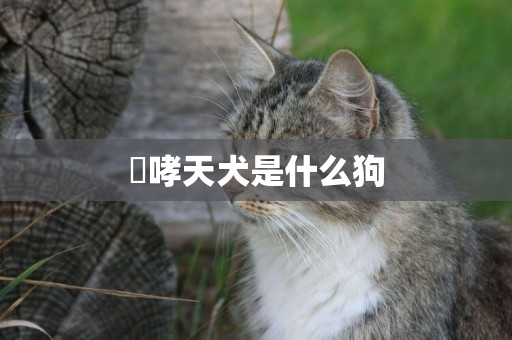 ?哮天犬是什么狗