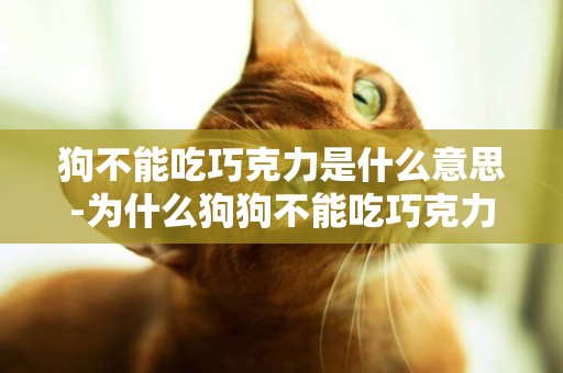 狗不能吃巧克力是什么意思-為什么狗狗不能吃巧克力