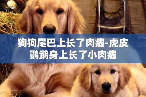 狗狗尾巴上長了肉瘤-虎皮鸚鵡身上長了小肉瘤