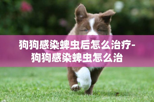 狗狗感染蜱蟲后怎么治療-狗狗感染蜱蟲怎么治