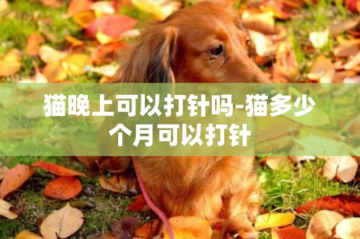 貓晚上可以打針嗎-貓多少個月可以打針